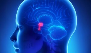 الغدة النخامية 